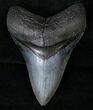 Lower Megalodon Tooth - Venice, Florida #14688-1